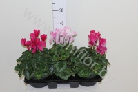Цикламен Cyclamen Halios Mix