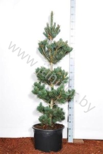 Ель Pinus Tempelhof