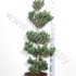 Ель Pinus Tempelhof Ель Pinus Tempelhof