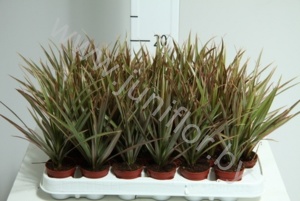 Драцена Dracaena Marginata Bicolor