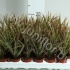 Драцена Dracaena Marginata Bicolor Драцена Dracaena Marginata Bicolor