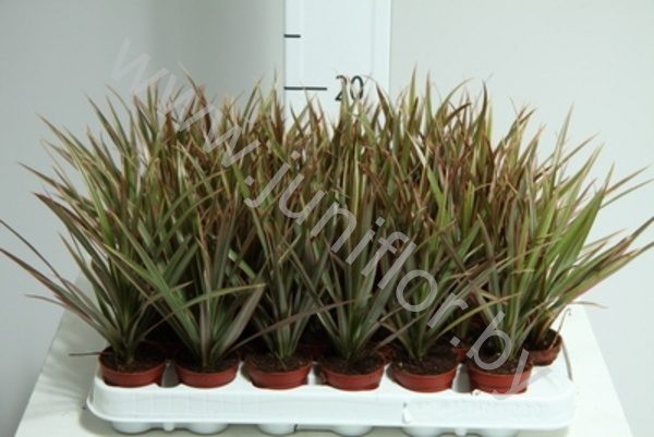 Драцена Dracaena Marginata Bicolor