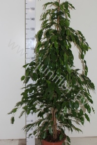 Фикус Ficus Exotica