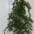 Фикус Ficus Exotica Фикус Ficus Exotica