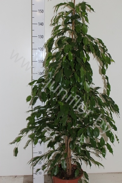 Фикус Ficus Exotica