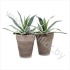 Агава Agave Americana In Terracotta Pot Агава Agave Americana In Terracotta Pot