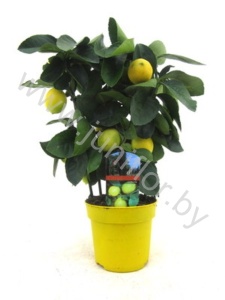 Лимон Citrus Limon