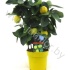 Лимон Citrus Limon Лимон Citrus Limon