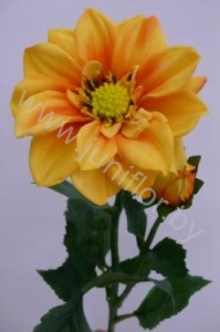 Георгин Dahlia Orange