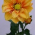 Георгин Dahlia Orange Георгин Dahlia Orange