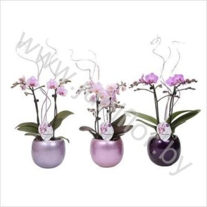 Фаленопсис Phal Kolibri Pink 2 tak Pink Curly