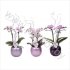Фаленопсис Phal Kolibri Pink 2 tak Pink Curly