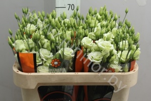 Эустома Lisi du Rosita Green