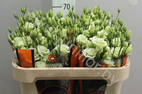 Эустома Lisi du Rosita Green