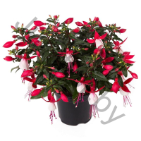 Фуксия Fuchisia Hybrids Bella Evita 