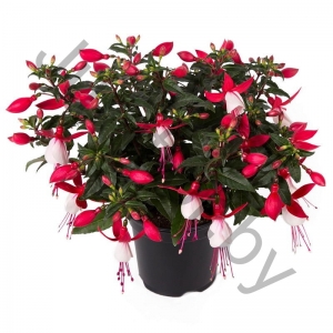 Фуксия Fuchisia Hybrids Bella Evita 