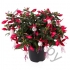 Фуксия Fuchisia Hybrids Bella Evita Фуксия Fuchisia Hybrids Bella Evita