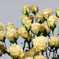 Роза White Mikado