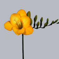 Фрезия Aladdin