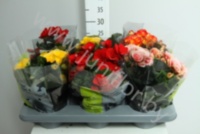 Бегония Premium Mix