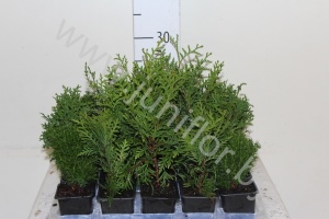 Хвоиник Conifers Gemengd Extra