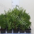 Хвоиник Conifers Gemengd Extra