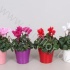 Цикламен Cyclamen In Bombe Keramiek Цикламен Cyclamen In Bombe Keramiek