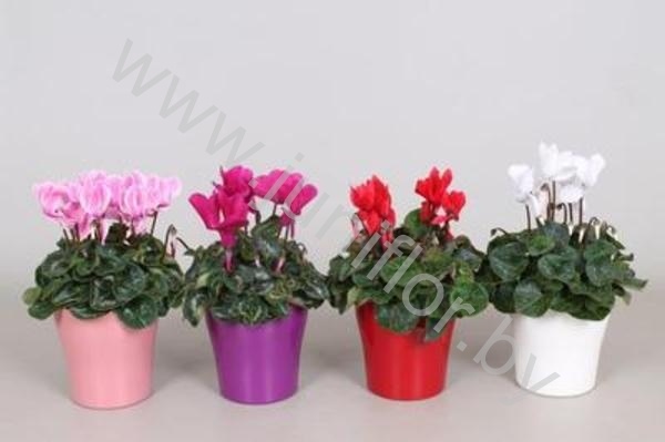Цикламен Cyclamen In Bombe Keramiek