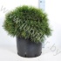Ель Pinus Varella Ель Pinus Varella