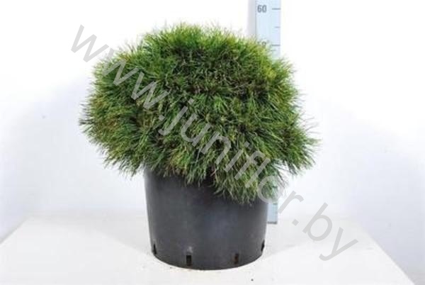 Ель Pinus Varella Ель Pinus Varella
