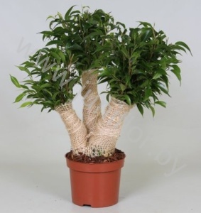 Фикус Ficus Ficus Crazy Tree
