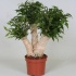 Фикус Ficus Ficus Crazy Tree Фикус Ficus Ficus Crazy Tree