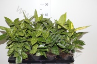 Аукуба (Золотое дерево) Aucuba Japonica Variegata