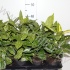 Аукуба (Золотое дерево) Aucuba Japonica Variegata Аукуба (Золотое дерево) Aucuba Japonica Variegata