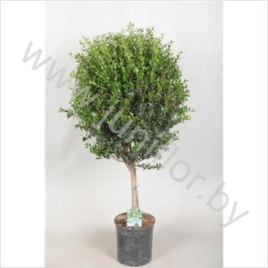 Мирт Myrtus Communis
