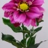 Георгин Dahlia Fuchsia Георгин Dahlia Fuchsia