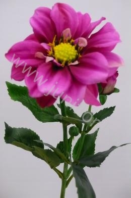 Георгин Dahlia Fuchsia