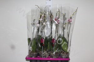 Фаленопсис Phal Marbella 2 tak