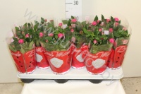 Роза Beaumonde Paars