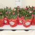 Роза Beaumonde Paars Роза Beaumonde Paars