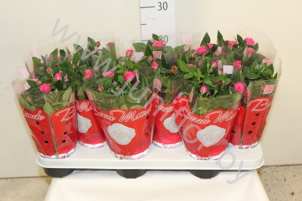 Роза Beaumonde Paars