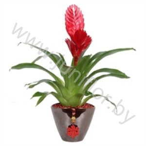 Вризея Coupe Roma 11cm Vries Rood+Hanger