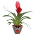 Вризея Coupe Roma 11cm Vries Rood+Hanger