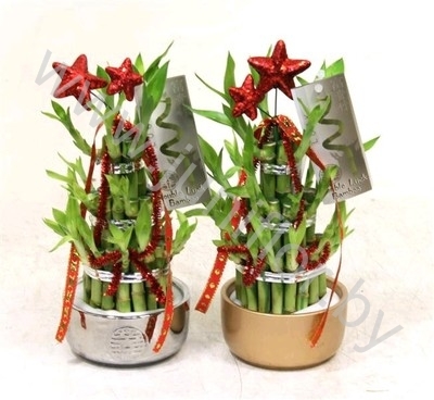 Бамбук Dracaena Бамбук Dracaena