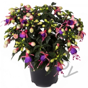 Фуксия Fuchisia Hybrids Blue Eye