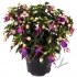 Фуксия Fuchisia Hybrids Blue Eye Фуксия Fuchisia Hybrids Blue Eye