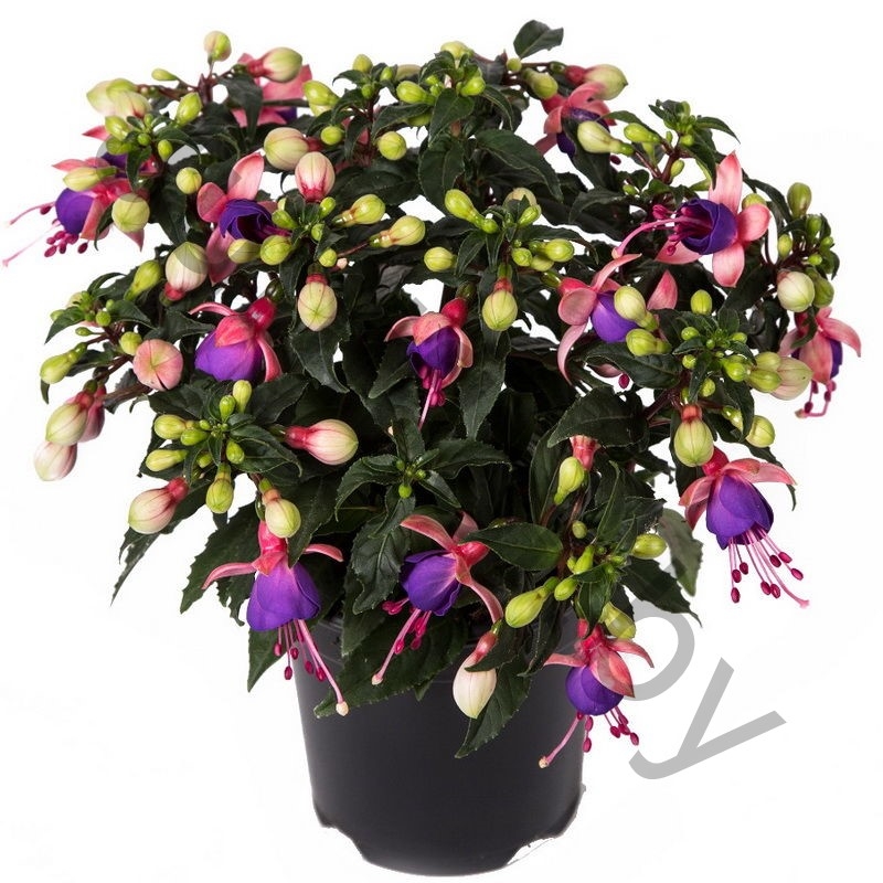 Фуксия Fuchisia Hybrids Blue Eye