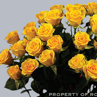 Роза Yellow Babe