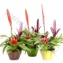 Бромелия Coupe 16cm Green Rituals