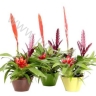Бромелия Coupe 16cm Green Rituals